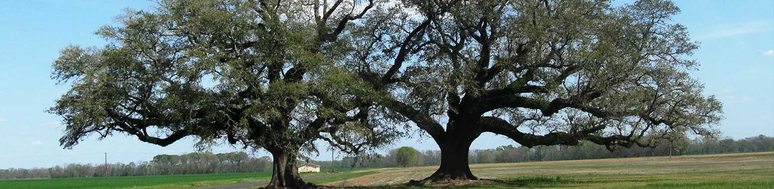Rapides parish banner with 2 large trees in a field.